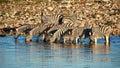 Burchell`s zebras Equus quagga burchellii drink at a waterhole Royalty Free Stock Photo