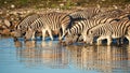 Burchell`s zebras Equus quagga burchellii drink at a waterhole Royalty Free Stock Photo