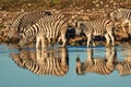 Burchell`s zebras Equus quagga burchellii drink at a waterhole Royalty Free Stock Photo