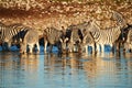 Burchell`s zebras Equus quagga burchellii drink at a waterhole Royalty Free Stock Photo
