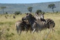 Burchell's zebras (Equus quagga burchellii)