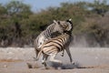 Burchell`s zebras are fight, etosha nationalpark, namibia, equus burchelli