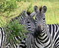 Burchell's Zebras stand together on the plains of Uganda