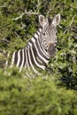 Burchell zebra