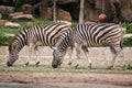 Burchell zebra