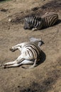 Burchell zebra lie on the ground Royalty Free Stock Photo