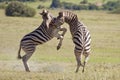 Burchell zebras