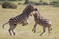 Burchell zebras Royalty Free Stock Photo