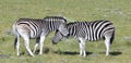 Burchell zebras playing in the field,