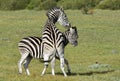 Burchell zebras playing in the field, Royalty Free Stock Photo