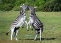 Burchell zebras playing in the field, zebras playing in nature reserve in South Africa Royalty Free Stock Photo