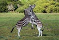 Burchell zebras playing in the field, zebras playing in nature reserve in South Africa Royalty Free Stock Photo