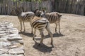 Burchell zebras playing, group of animals Royalty Free Stock Photo