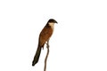 Burchells coucal, Centropus burchell