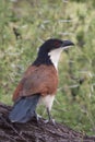 Burchells Coucal Centropus burchellii closeup perched alone on a tree with bokeh