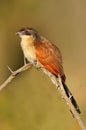 Burchells coucal