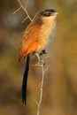 Burchells coucal perched on a branch