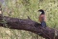 Burchells Coucal perched in a tree