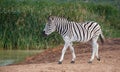 Burchells or Plains Zebra Drinking Water Royalty Free Stock Photo