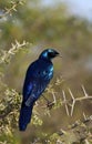 Burchells Starling - Botswana Royalty Free Stock Photo