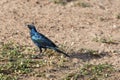 Burchells Starling on ground at Kruger park, South Africa