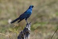 Burchells Starling - Khwai River - Botswana