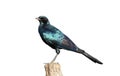 Burchells starling, Lamprotornis australis