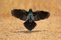 Burchells starling landing