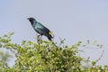 Burchells Starling on shrub top at Kruger park, South Africa