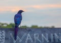 Burchells Starling on a sign at the Okavango Delta in Botswana Royalty Free Stock Photo