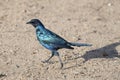 Burchells Starling walking on ground at Kruger park, South Africa Royalty Free Stock Photo