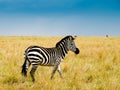 Burchells zebra Royalty Free Stock Photo