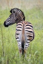 Burchells zebra