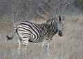 Burchells Zebra