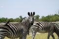 Burchells zebra Close by