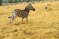Burchells zebra Close by