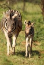 A Burchells Zebra Equus quagga burchelli mother with her small a cute baby