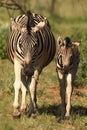 A Burchells Zebra Equus quagga burchelli mother with her small a cute baby