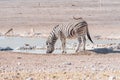 Burchells zebra, Equus quagga burchellii, drinking water at a wa Royalty Free Stock Photo