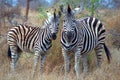 Burchells zebra (Equus quagga burchellii) Royalty Free Stock Photo