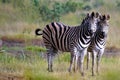 Burchells zebra (Equus quagga burchellii). Royalty Free Stock Photo