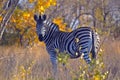 Burchells zebra (Equus quagga burchellii) Royalty Free Stock Photo