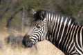 Burchells zebra (Equus quagga burchellii) Royalty Free Stock Photo