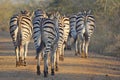 Burchells zebra (Equus quagga burchellii) Royalty Free Stock Photo