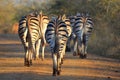 Burchells zebra (Equus quagga burchellii). Royalty Free Stock Photo