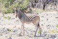 Burchells zebra foal between calcrete rocks