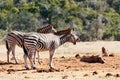 Burchells Zebra having a big yawn