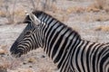 Burchells Zebra Head in Etosha National Park Royalty Free Stock Photo
