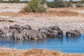 Burchells zebras and blue wildebeest drinking water in a waterhole Royalty Free Stock Photo