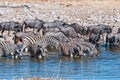 Burchells zebras and blue wildebeest drinking water in a waterhole Royalty Free Stock Photo